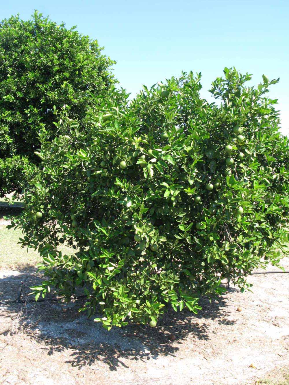            Habit (Winter Haven, FL)   